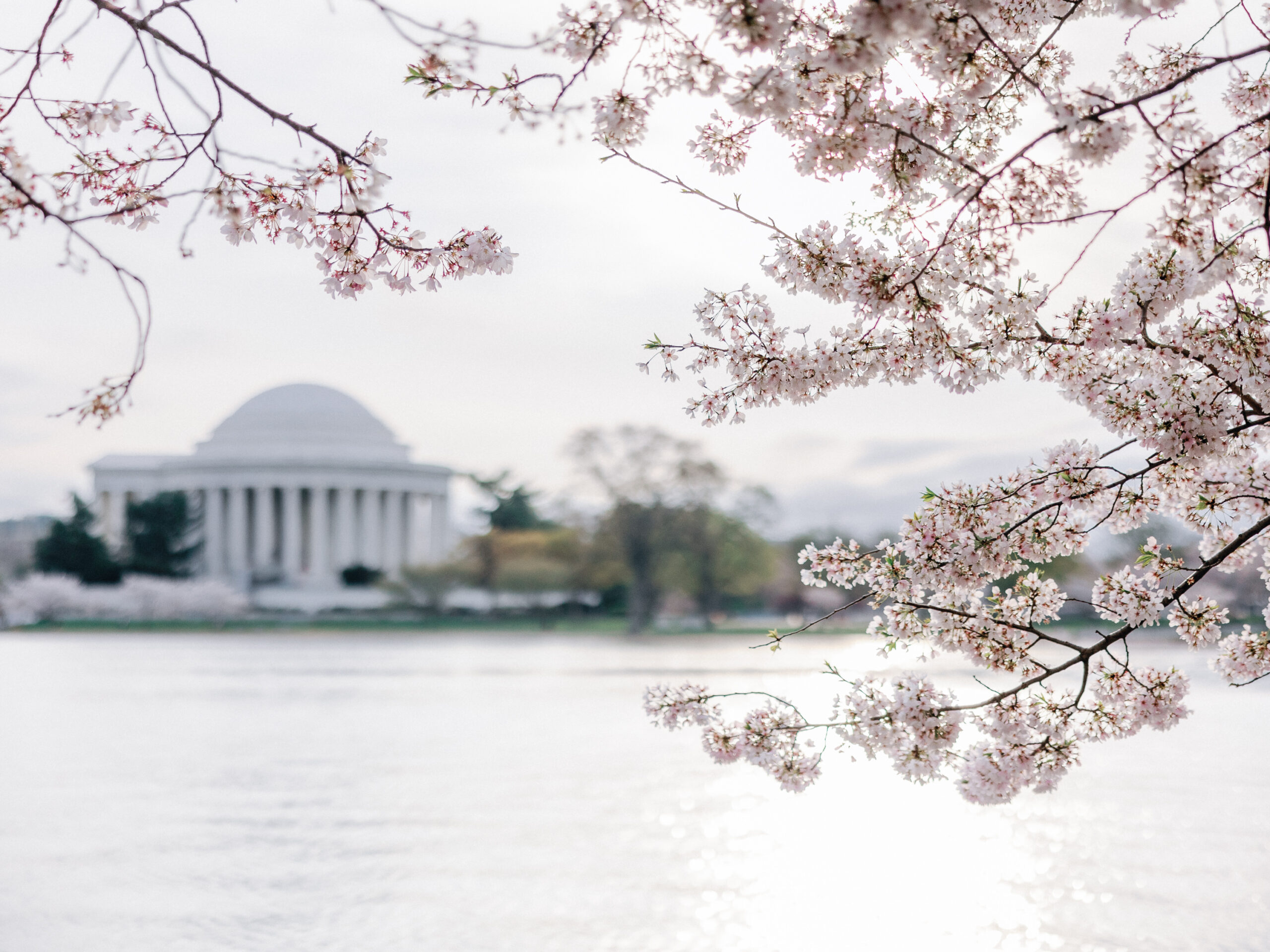 The jefferson memorial during the cherry blossom bloom in washington dc