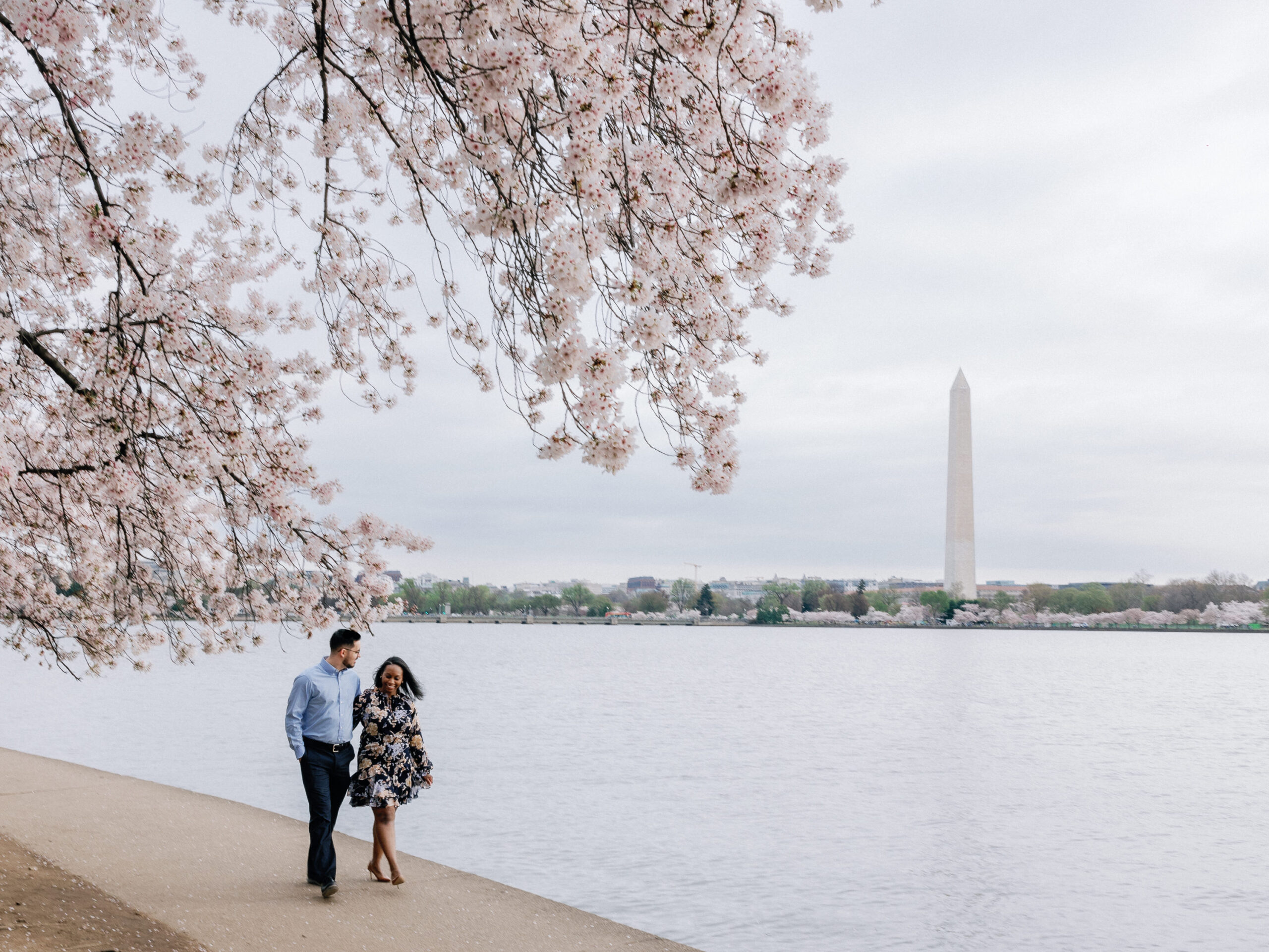 A newly engaged couple walking hand in hand along the edge of the DC Tidal Basin during the cherry blossom bloom.