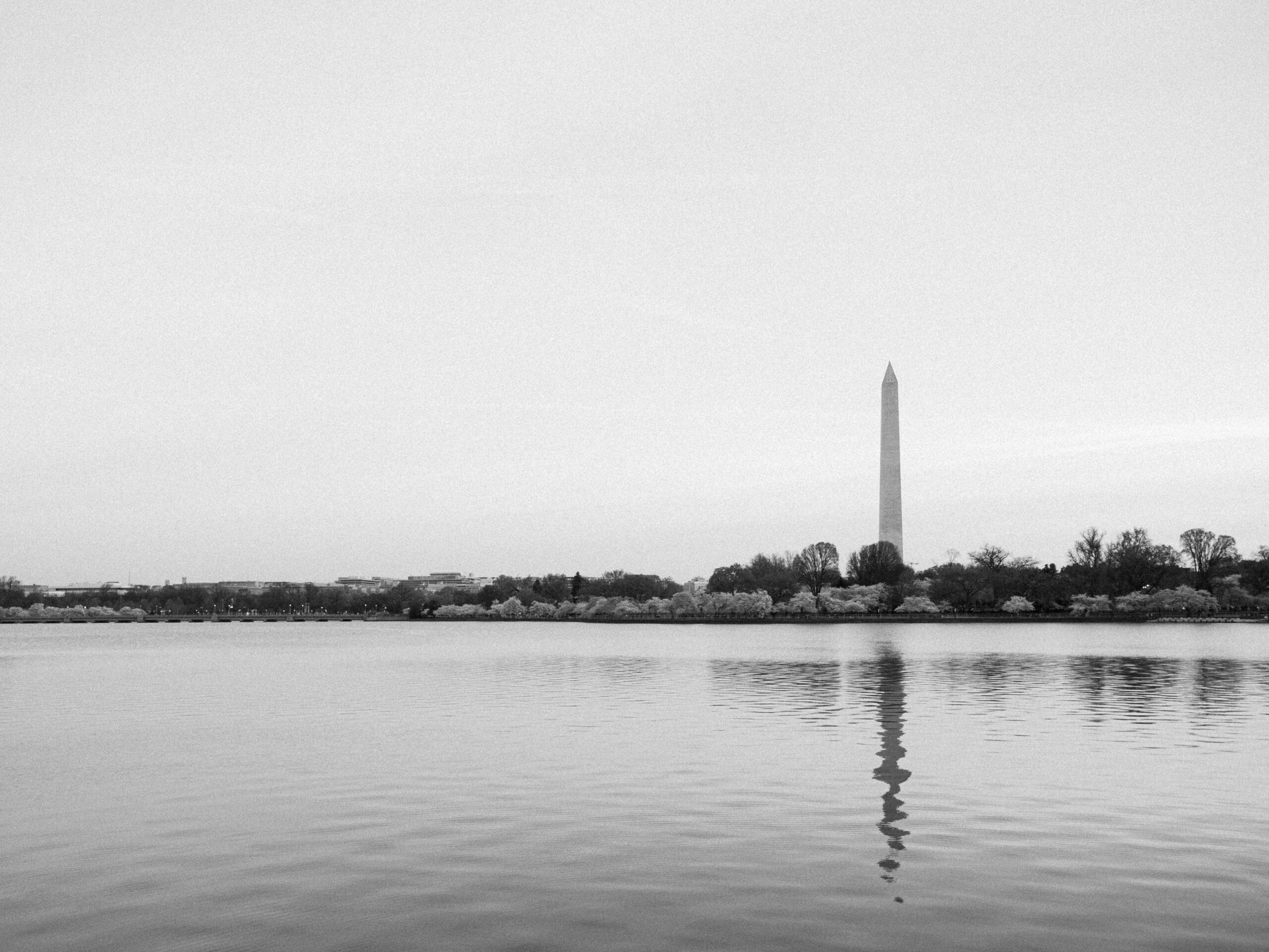The washington monument during the cerry blossom bloom.