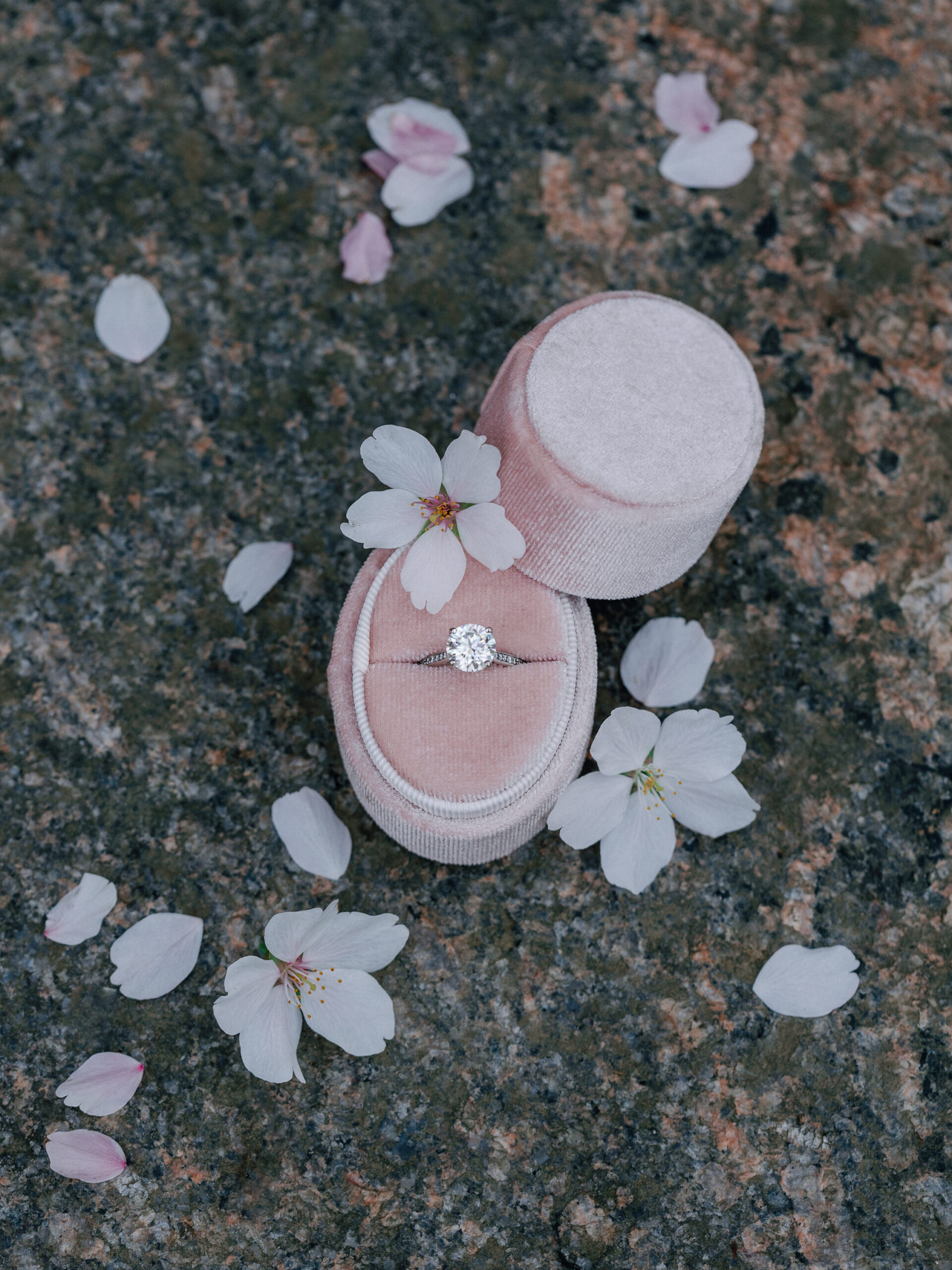 An engagement ring surrounded by cherry blossom flowers.