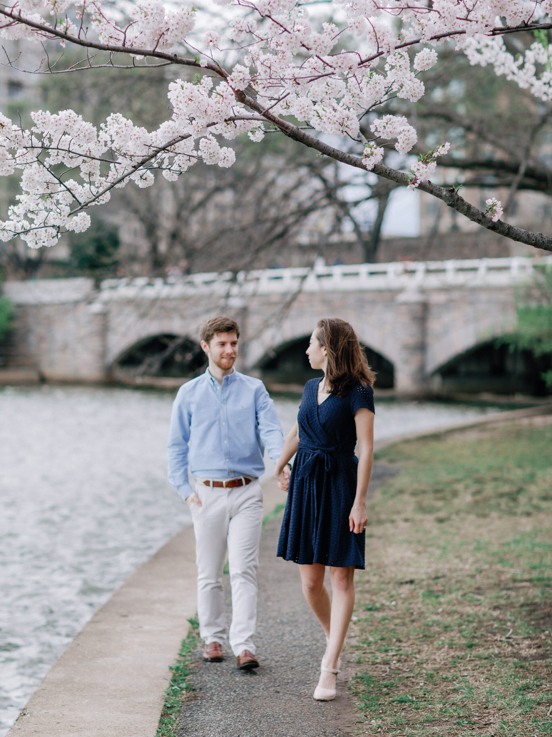 A newly engaged couple walking underneath the cherry blossom trees in washington dc.
